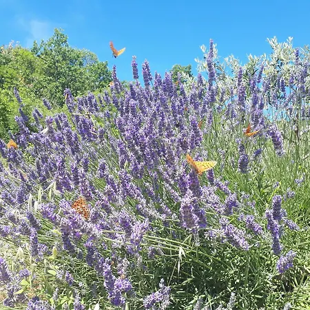 Istrian Vibes فيلة